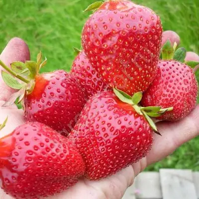 Клубника ЭЛИАНЕ в Барановичах