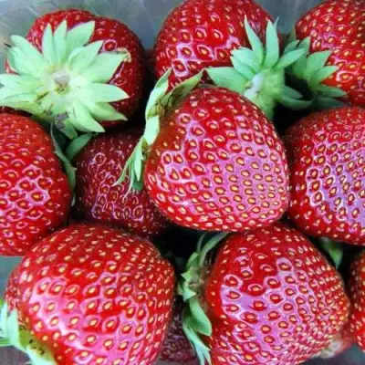 Клубника МАЛЬВИНА в Барановичах