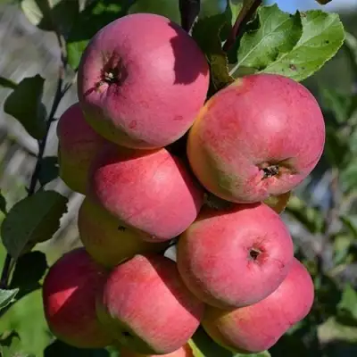Яблоня ВЭМ-РОЗОВЫЙ в Барановичах