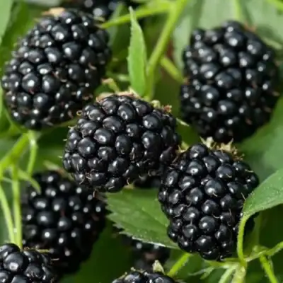 Ежевика ТРИПЛ КРАУН бесшипная  в Барановичах