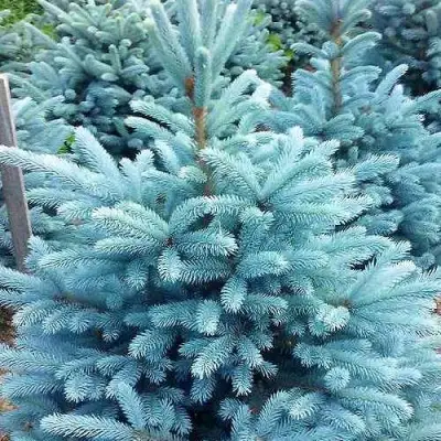 Ель МАДЖЕСТИК БЛЮ колючая в Барановичах