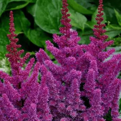 Астильба БЛЭК ЭНД БЛУ китайская в Барановичах