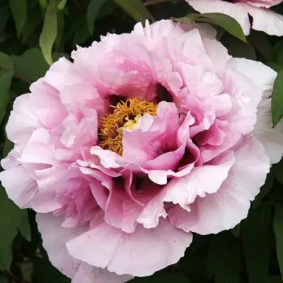 Пион РОЗОВАЯ РЕКА древовидный в Барановичах