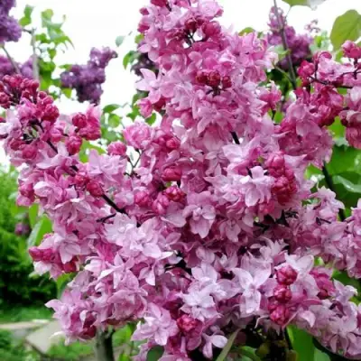 Сирень ОЛИМПИАДА КОЛЕСНИКОВА в Барановичах