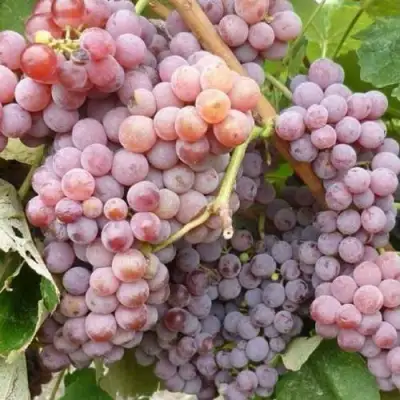 Виноград РИЛАЙНС ПИНК СИДЛИС в Барановичах