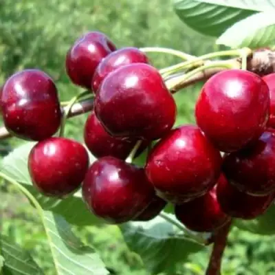 Вишня ВЯНОК в Барановичах