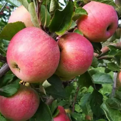 Яблоня ТЕРЕМОК в Барановичах