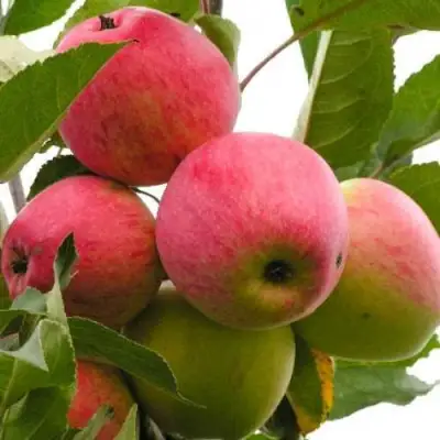 Яблоня МЕЧТА в Барановичах