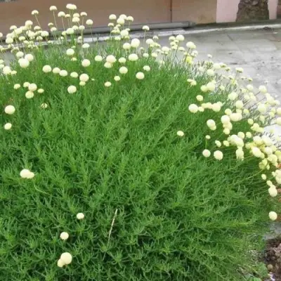 Сантолина зеленеющая в Барановичах