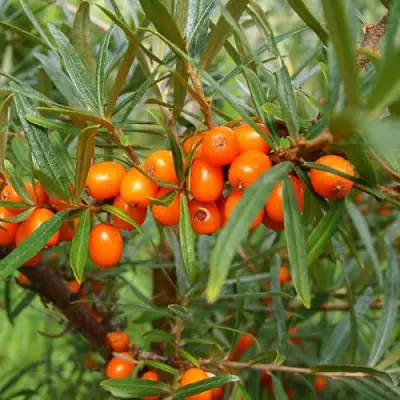 Облепиха БОТАНИЧЕСКАЯ в Барановичах