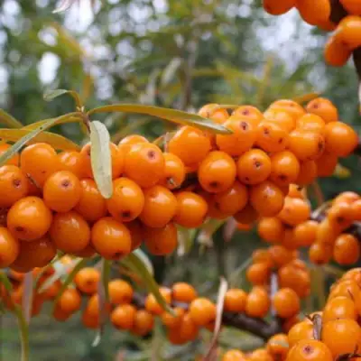 Облепиха РОСИНКА в Барановичах