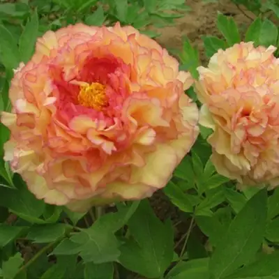 Пион ЗОЛОТАЯ РОССЫПЬ древовидный в Барановичах