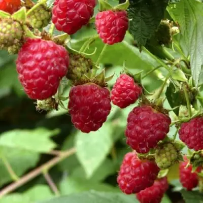 Малина ПРИМАРА в Барановичах