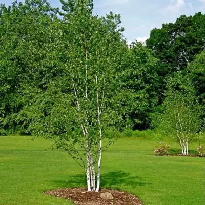 Береза бумажная в Барановичах