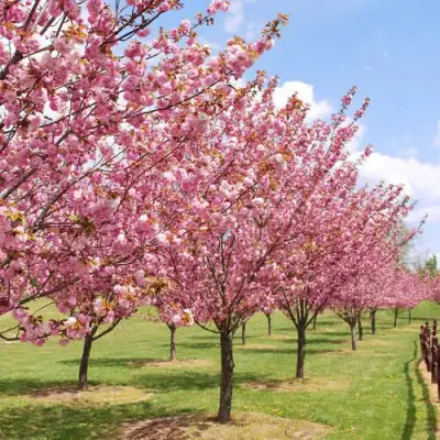 Сакура КАНЗАН в Барановичах
