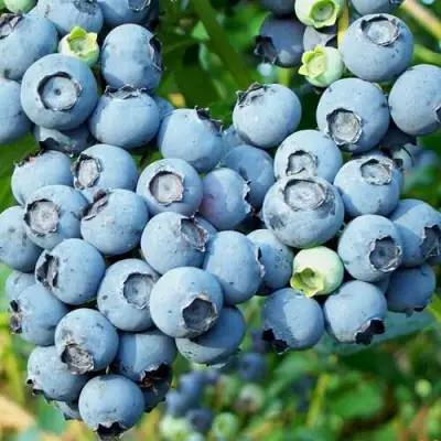 Голубика ПУРУ в Барановичах