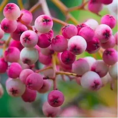 Рябина ПИНК сладкоплодная в Барановичах