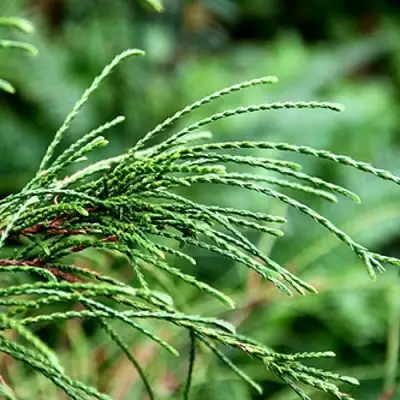 Туя ВИПКОРД складчатая в Барановичах