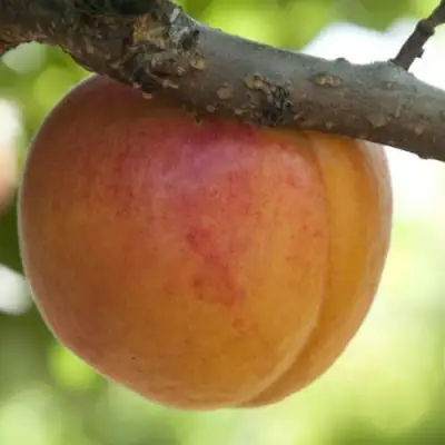  АПРИУМ в Барановичах