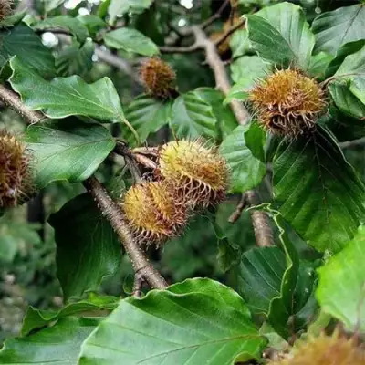 Бук обыкновенный в Барановичах