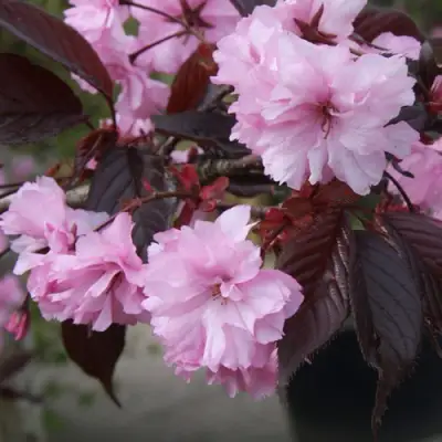 Сакура РОЯЛ БУРГУНДИ в Барановичах