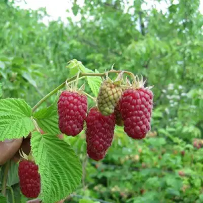 Малина ЛЯЧКА (ЛАШКА, ЛЯШКА) в Барановичах