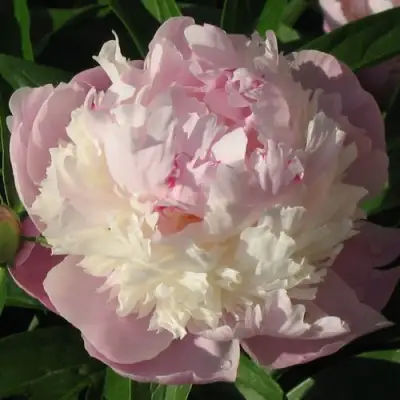 Пион ЩЕРБЕТ травянистый в Барановичах