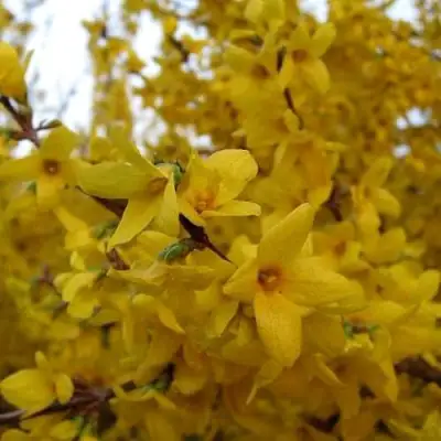 Форзиция ТАРАНДТ промежуточная в Барановичах