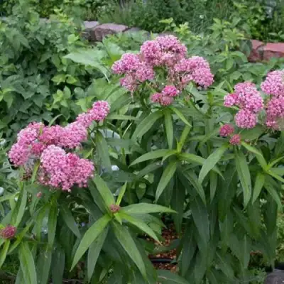 Ваточник МЯСО-КРАСНЫЙ в Барановичах