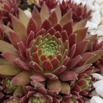 Молодило ЛЮФТШПРУНГ в Барановичах