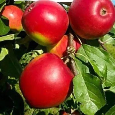 Яблоня РЕДФРИ в Барановичах