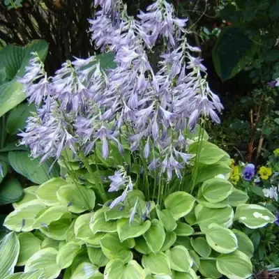 Хоста ГОЛДЕН ТИАРА в Барановичах