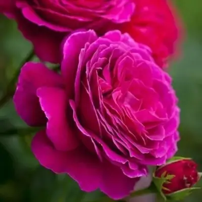 Роза МАЛИНОВЫЙ ЗВОН чайно-гибридная в Барановичах