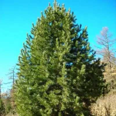 Сосна кедровая сибирская в Барановичах