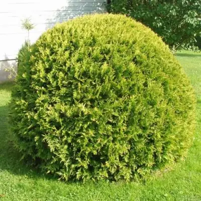 Туя ДАНИКА АУРЕА западная в Барановичах