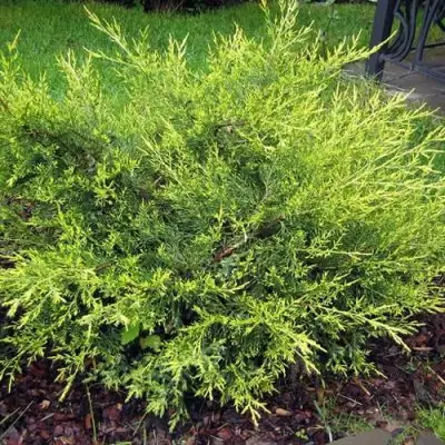 Можжевельник КУРИВАО ГОЛД китайский в Барановичах