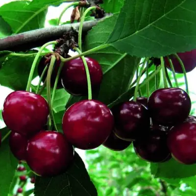 Дюк ЖИВИЦА (ЧЕРЕВИШНЯ) в Барановичах