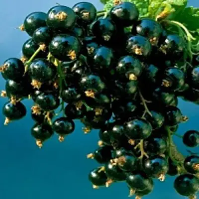 Смородина чёрная ИЗЮМНАЯ в Барановичах