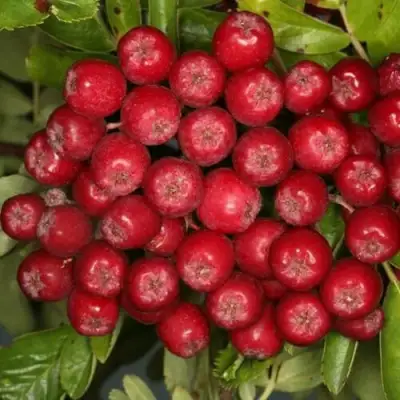 Рябина РУБИНОВАЯ сладкоплодная в Барановичах