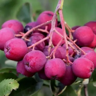 Рябина ДЕСЕРТНАЯ МИЧУРИНА сладкоплодная в Барановичах
