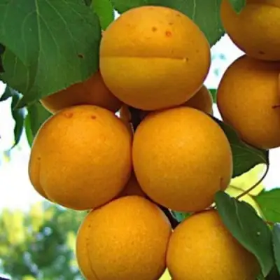 Абрикос ОНТАРИО в Барановичах