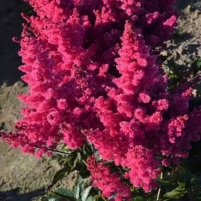 Астильба ЛАКИ ДЕЙ Арендса в Барановичах