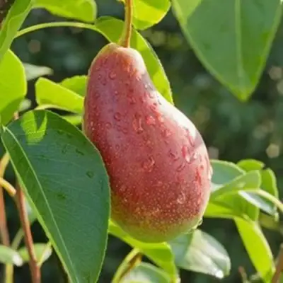 Груша ЯКОВЛЕВСКАЯ в Барановичах