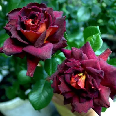 Роза ЭДДИ МИТЧЕЛЛ чайно-гибридная в Барановичах