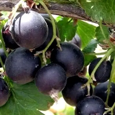 ЙОШТА в Барановичах