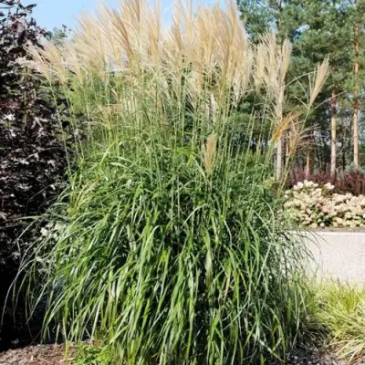 Мискантус ВАНИЛЛА СКАЙ китайский в Барановичах