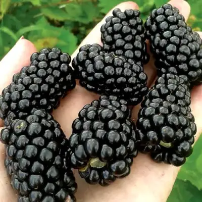 Ежевика ПРАЙМ АРК ФРИДОМ ремонтантная  в Барановичах