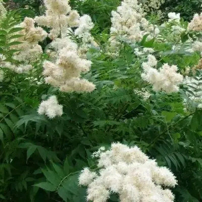 Рябинник рябинолистный в Барановичах