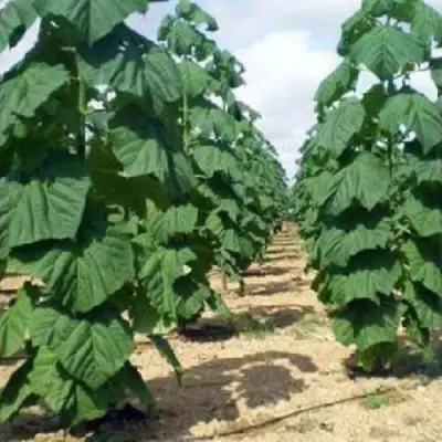 Павловния ПАО ТОГН Z07 в Барановичах