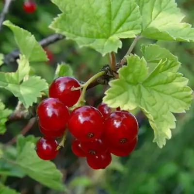 Смородина альпийская ШМИДТ в Барановичах